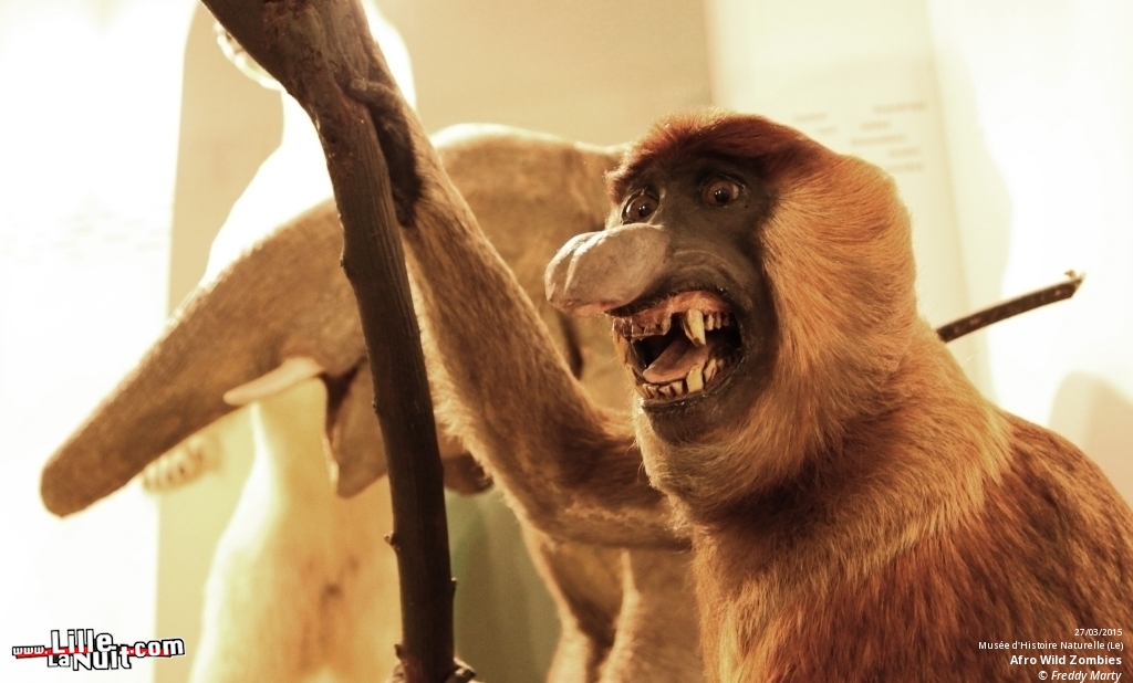 Afro Wild Zombies + Blondin au Musée d’Histoire Naturelle en live - photo n°2