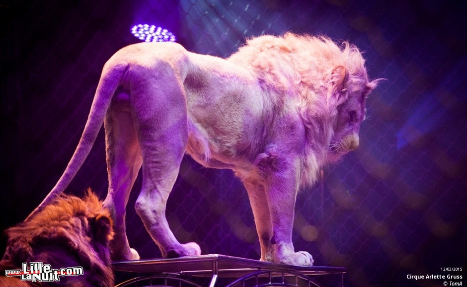 Cirque Arlette Gruss à Lille en live - photo n°60