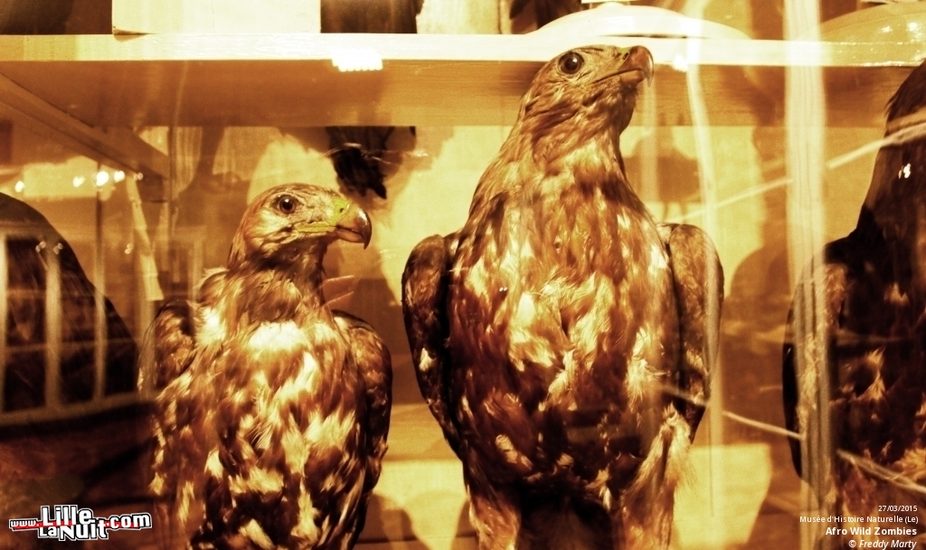 Afro Wild Zombies + Blondin au Musée d’Histoire Naturelle en live - photo n°3