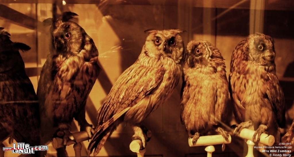 Afro Wild Zombies + Blondin au Musée d’Histoire Naturelle en live - photo n°5