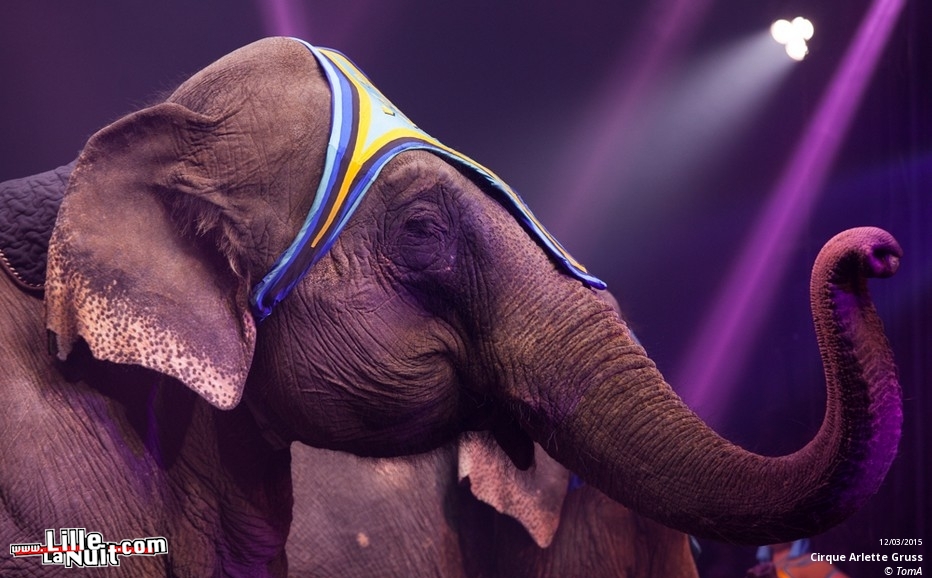 Cirque Arlette Gruss à Lille en live - photo n°81