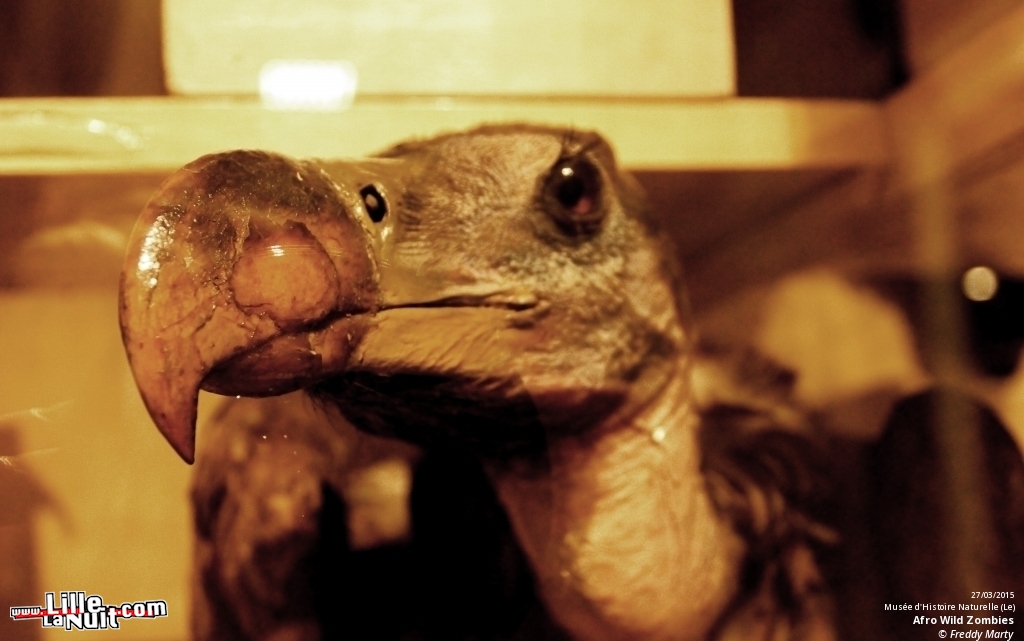 Afro Wild Zombies + Blondin au Musée d’Histoire Naturelle en live - photo n°4