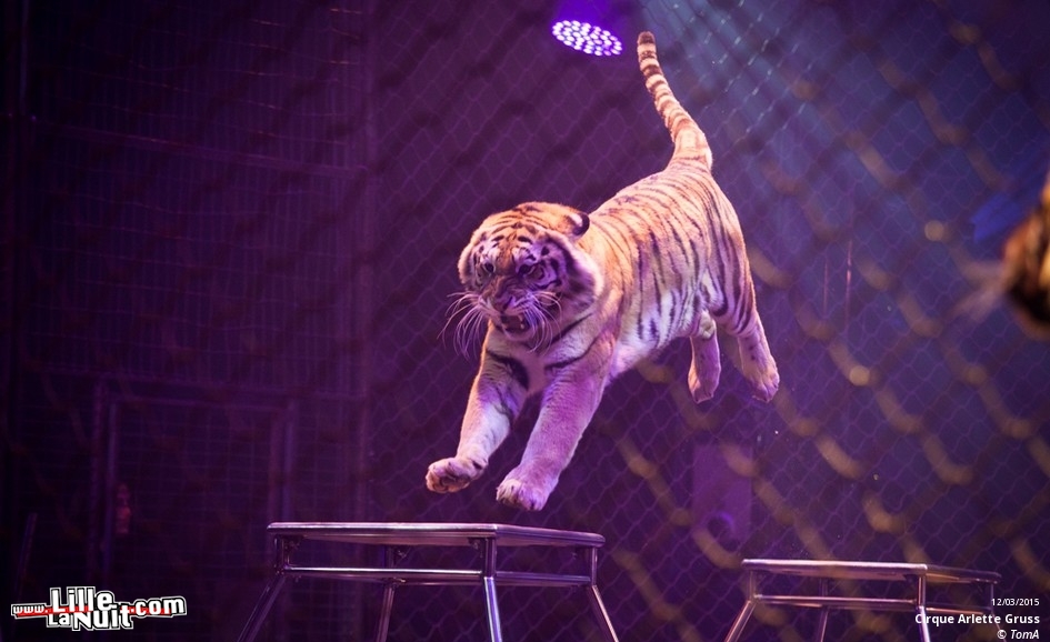 Cirque Arlette Gruss à Lille en live - photo n°62