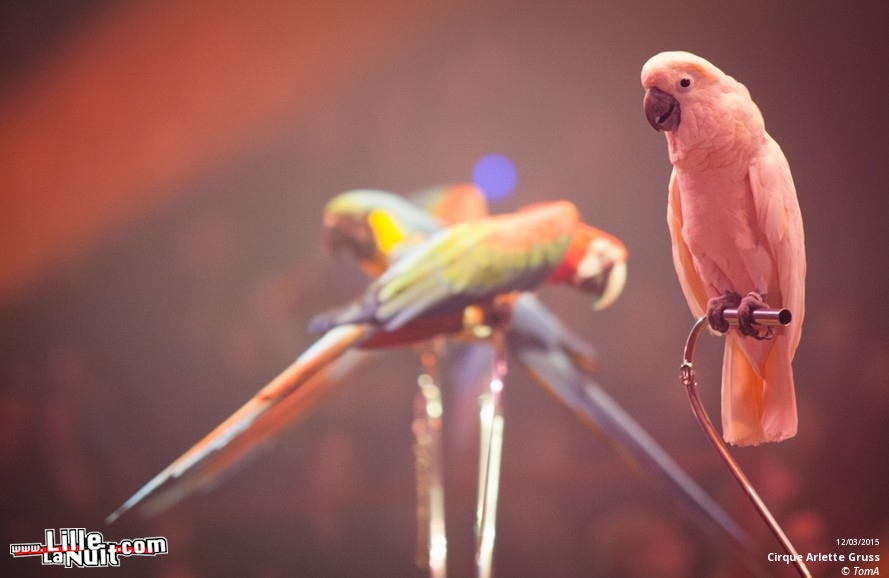 Cirque Arlette Gruss à Lille en live - photo n°16