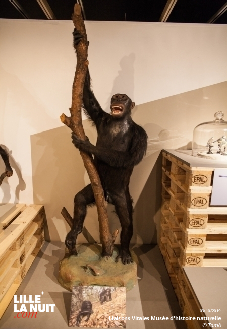 Liaisons Vitales, l’expo sur l’entraide dans le monde animal au Musée d’histoire naturelle en live - photo n°15