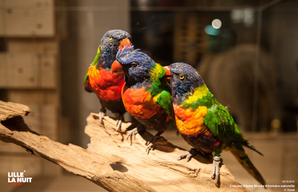 Liaisons Vitales, l’expo sur l’entraide dans le monde animal au Musée d’histoire naturelle en live - photo n°14