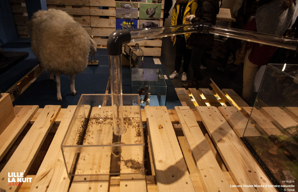 Liaisons Vitales, l’expo sur l’entraide dans le monde animal au Musée d’histoire naturelle en live - photo n°9