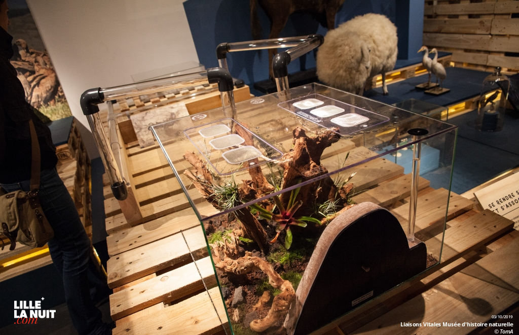 Liaisons Vitales, l’expo sur l’entraide dans le monde animal au Musée d’histoire naturelle en live - photo n°11