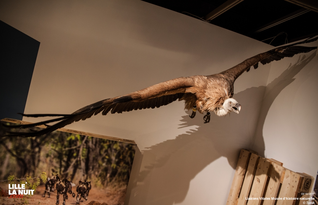 Liaisons Vitales, l’expo sur l’entraide dans le monde animal au Musée d’histoire naturelle en live - photo n°8