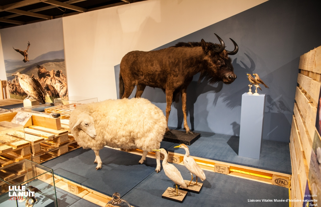 Liaisons Vitales, l’expo sur l’entraide dans le monde animal au Musée d’histoire naturelle en live - photo n°12