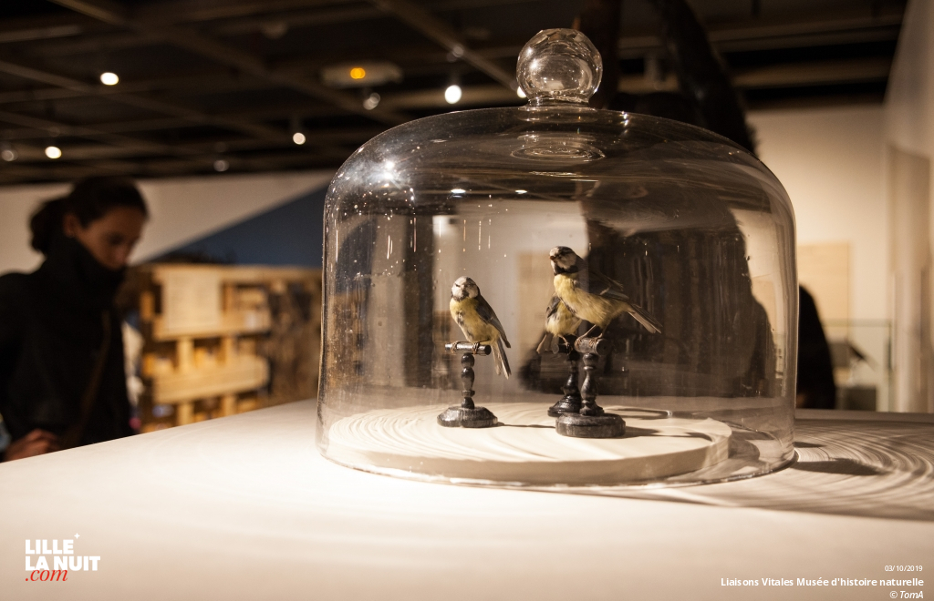 Liaisons Vitales, l’expo sur l’entraide dans le monde animal au Musée d’histoire naturelle en live - photo n°16