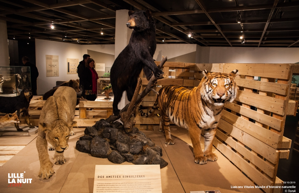 Liaisons Vitales, l’expo sur l’entraide dans le monde animal au Musée d’histoire naturelle en live - photo n°7