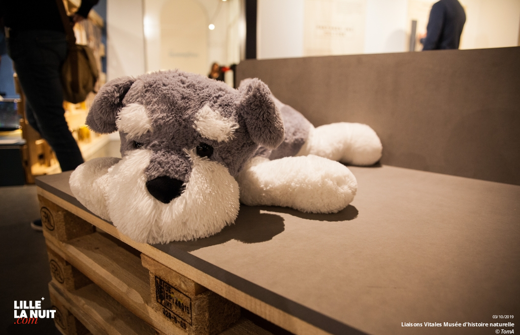 Liaisons Vitales, l’expo sur l’entraide dans le monde animal au Musée d’histoire naturelle en live - photo n°13