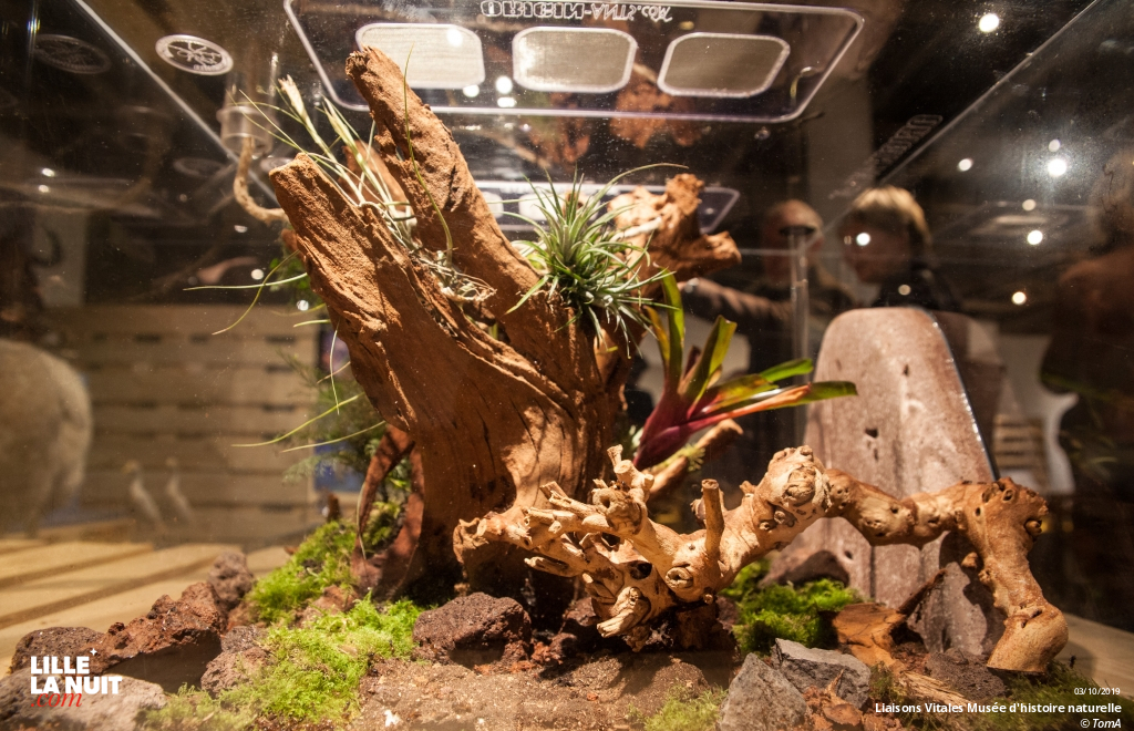 Liaisons Vitales, l’expo sur l’entraide dans le monde animal au Musée d’histoire naturelle en live - photo n°10