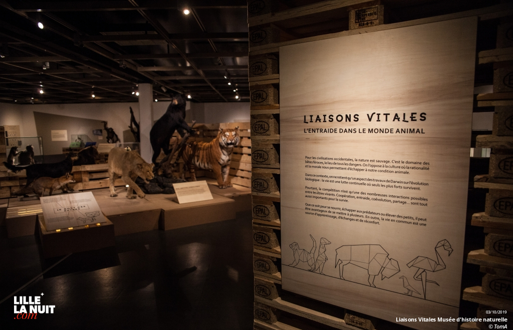 Liaisons Vitales, l’expo sur l’entraide dans le monde animal au Musée d’histoire naturelle en live - photo n°6