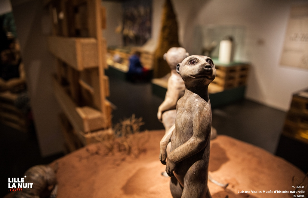 Liaisons Vitales, l’expo sur l’entraide dans le monde animal au Musée d’histoire naturelle en live - photo n°20