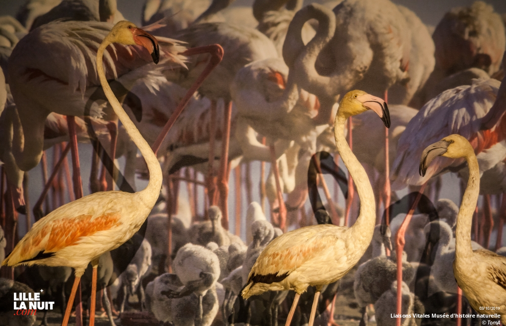 Liaisons Vitales, l’expo sur l’entraide dans le monde animal au Musée d’histoire naturelle en live - photo n°17