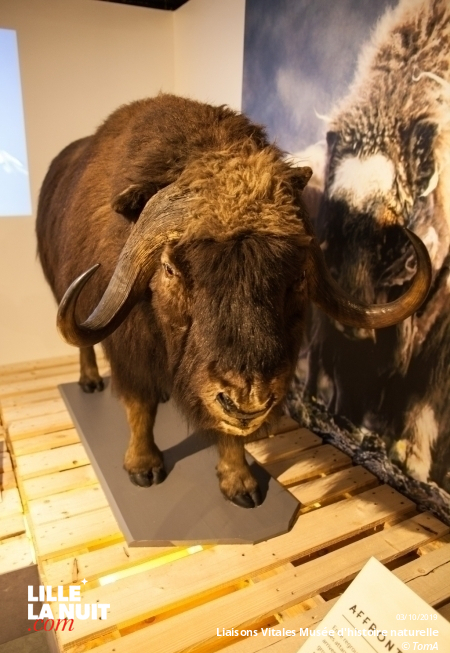 Liaisons Vitales, l’expo sur l’entraide dans le monde animal au Musée d’histoire naturelle en live - photo n°18