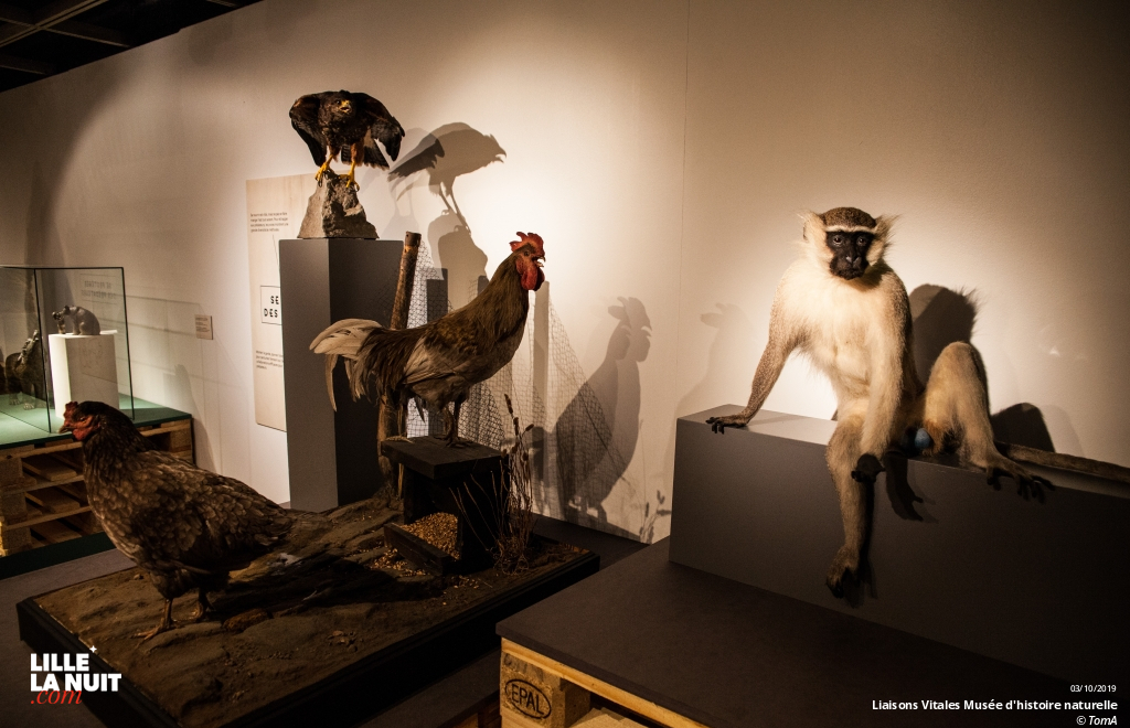 Liaisons Vitales, l’expo sur l’entraide dans le monde animal au Musée d’histoire naturelle en live - photo n°19