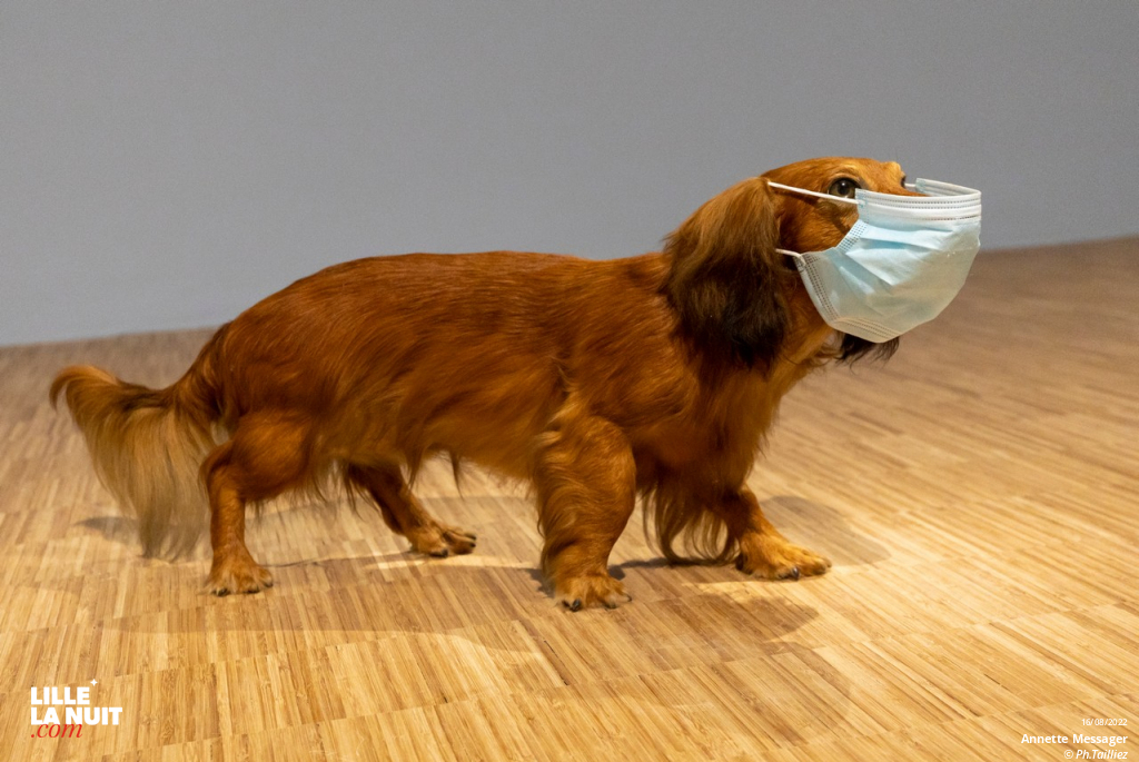 Comme si, l’exposition d’Annette Messager au LAM en live - photo n°3