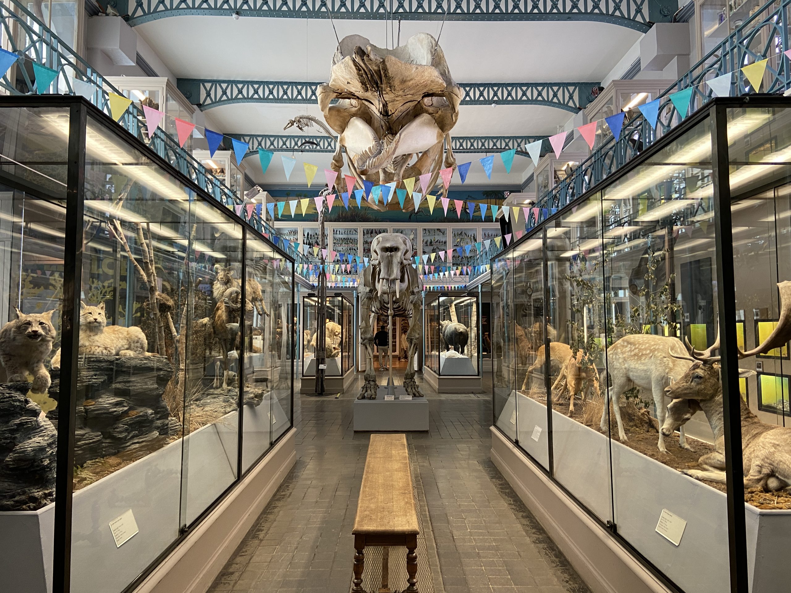 Le Musée d’Histoire Naturelle fête ses 200 ans et se prépare à sa métamorphose