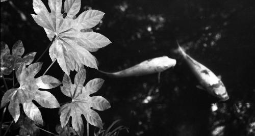 François Daumerie, l’oeil vagabond met en photo le Japon