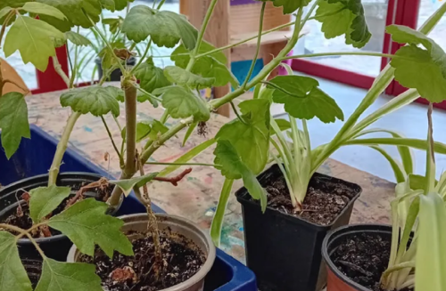Troc de boutures et comptoir aux graines