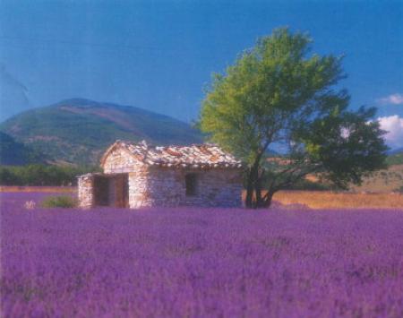 Provence (Le)