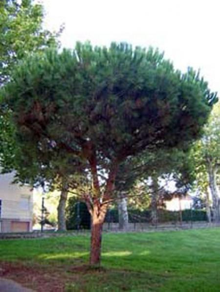 Square Broutteux