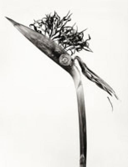 De Natura – Joan Fontcuberta