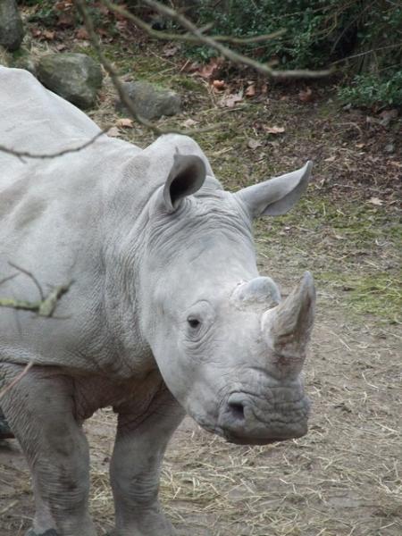 Réouverture du zoo de Lille