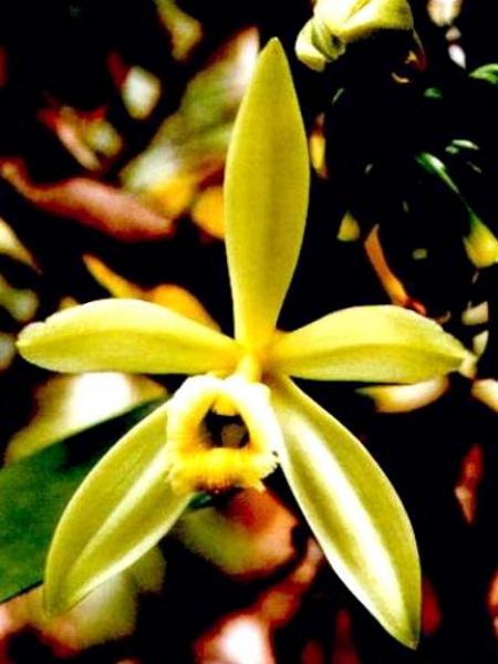 Fleur de Vanille