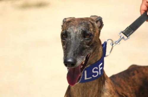 Lévriers Sans Frontières, rencontre avec l’association